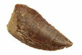 Serrated, Raptor Tooth - Real Dinosaur Tooth #268732-1